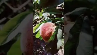 Лето в моем саду