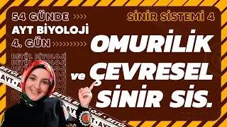 4) Omurilik ve Çevresel Sinir Sistemi | 11. Sınıf Biyoloji | 2024 AYT Biyoloji Kampı 4. Gün