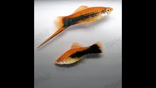 Меченосец тукседо красный (Xiphophorus helleri)