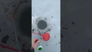 БЕШЕННАЯ раздача ГУСТЕРЫ рыбвчу возле ДОМА