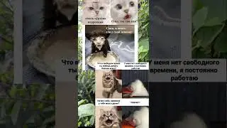 #мемы #мемчики #mem #мем #мемчик
