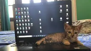 Kitty’s first bath/Bengal cat/remove fleas