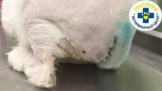 Кота Укусили Возле Хвоста в Результате АБСЦЕСС И ОПЕРАЦИЯ