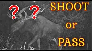 Huge Bull Moose💥SHOOT or PASS❓💥Caught on Cabela's Trail-Cam #maine #moose #trailcam #hunting #2023