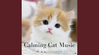 Dream Kitty Dreams (feat. Cat Music Dreams)