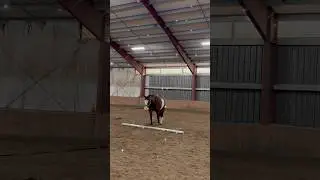 Lunging Honey 💕 What’s your favourite horse breed? answer in the comments :)