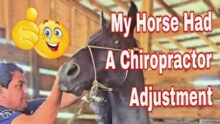 My 🐴 got to have a Chiropractor Adjustment and I am so jealous of him!