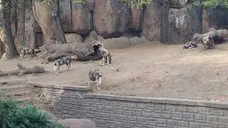 African dogs