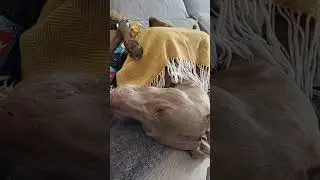 Не життя, а малина 😁😄😄