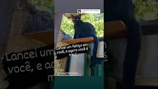 Gata preta, abracadabra!