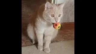 Кот Персик футболист