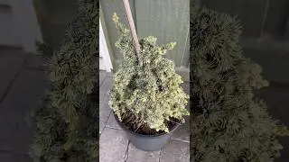 Cedrus atlantica ‘lil Linda’ New weeping broom in production at MrMaple.com #conifers