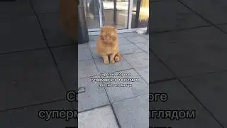 Сема котик у супермаркета. Сейчас он в безопасности.