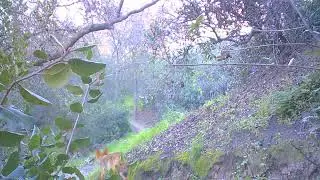 Coyote Oak Canyon!