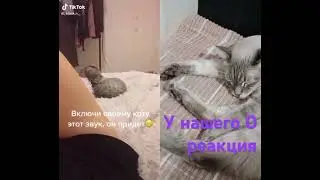#cat #rek #shorts