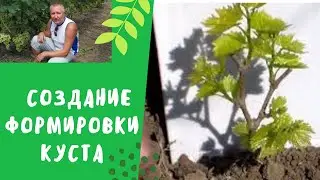 Создание формировки молодого куста.