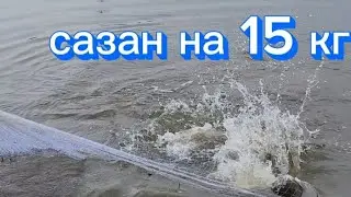 Сазаны на каждом забросе. кастинговпя сеть рыбалка в корее 