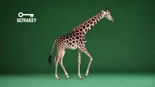 Realistic Giraffe Walking – Free Green Screen Loop Animation VFX