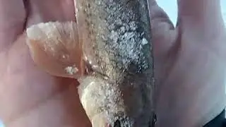 Ловля пескаря зимой!