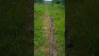 Электропастух для овец, коз, собак. Самая дешевая изгородь.