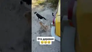 Это деревня😄😄😄 #блогер #дача #путешествие #юмор
