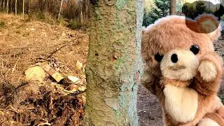 Our forest is at the end