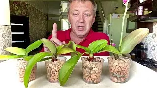 для ОРХИДЕЙ ПИТАТЕЛЬНЫЙ СТИМУЛЯТОР усиливающий восстановление и просто рост орхидеи