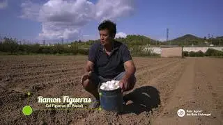 2. Com es planten els calçots?