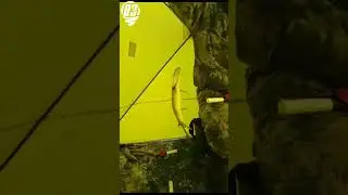 Травянка на мармышку. Озеро Торма. Архив)
