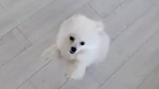 30 Seconds of Happiness Pomeranian Spitz