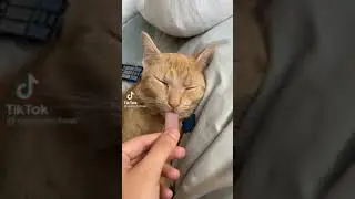 cute cat in comedy cat