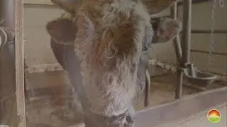 Ponosno Vam predstavljamo našu Farmu Basna. Čarolija može da počne!