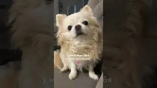 #чихуахуа #тикток #рек #chihua #chihuahuapuppy