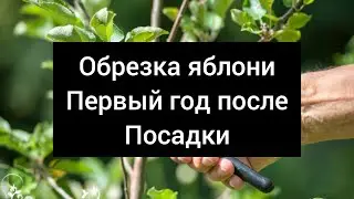 Обрезка молодой яблони, первый год после посадки