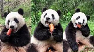 Crunchy carrot make panda mouth watering, how about yours? 🔴 Cute Animals 2021