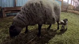 ПРИШЛОСЬ ПРИСТЕГНУТЬ ЕЁ 😥