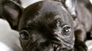 WOW FRENCHIES