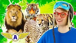 Captain Ace Zoomy Learn All About Cats | Animals for Children | Wild Animals for Kids | COMPILATION