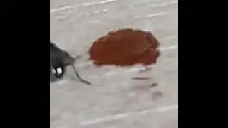 Pelea entre mosca y abeja ....