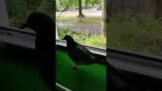 Кто ходит в гости по утрам .. ?!?