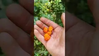 много морошки в Карелии