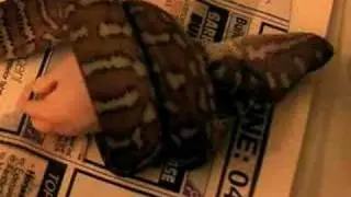 Python Feeding Timelapse