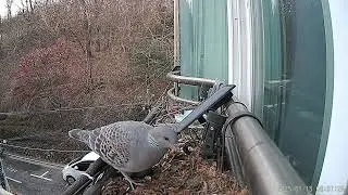 bird feeding 65 min  새모이 주기 감상 80분.  nosound, 20250115