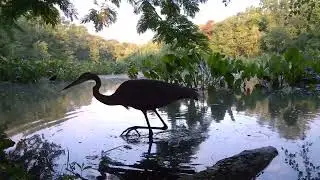 Trail Cam Footage: Great Blue Heron (listen for the audio at the end)!