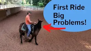 1st Ride. Problems from too much ground work!