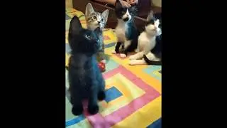 26 04 20г котята