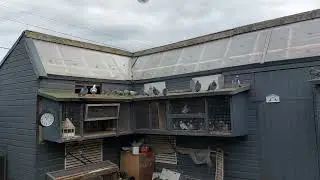 racing pigeons.  getting ready for the winter