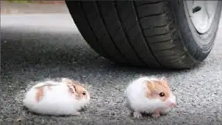 Crushing Crunchy & Soft Things by Car! - EXPERIMENT: CAR VS HAMSTER MOUSE