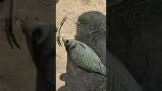 На рыбалке поймал рыбу карась на 160 грамм #рыбалка #fishing #рыба #fish