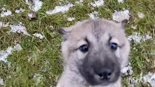 West Siberian Laika puppies